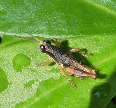 Eujivarus meridionalis