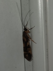 Macrostemum carolina