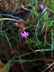 Glandularia aristigera