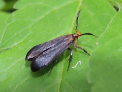 Dichomeris nonstrigella