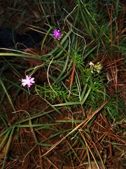 Glandularia aristigera