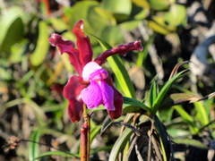 Cattleya elongata