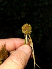 Cyperus blepharoleptos