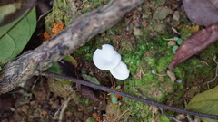 Oudemansiella australis