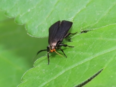 Dichomeris nonstrigella