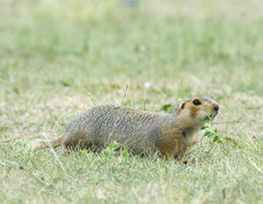 Spermophilus major