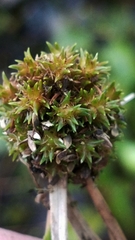 Cyperus blepharoleptos