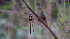 Macromidia rapida