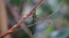 Macromidia rapida