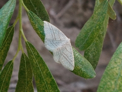 Protitame subalbaria