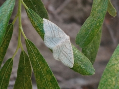 Protitame subalbaria