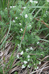 Asperula gunnii