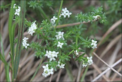Asperula gunnii