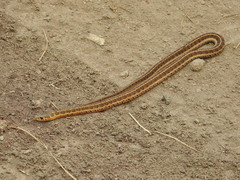 Thamnophis scalaris