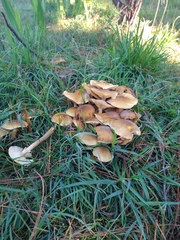 Armillaria luteobubalina