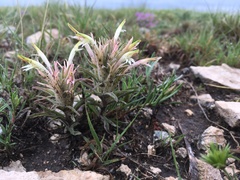 Castilleja sessiliflora