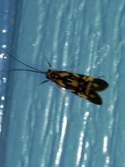 Macrostemum carolina