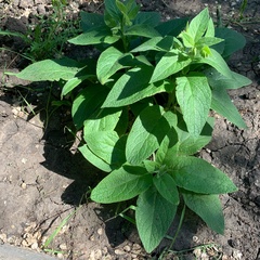 Symphytum caucasicum