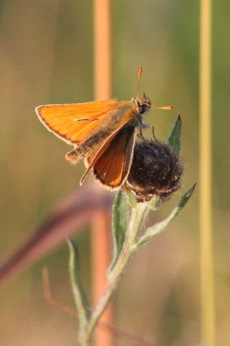 Raudonbuožis Storgalvis nuotrauka