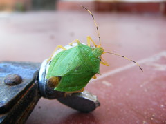 Chlorocoris complanatus