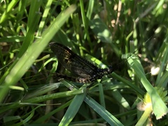 Ephemera vulgata