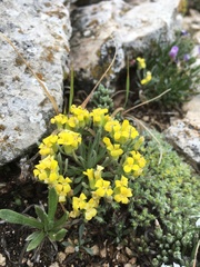 Physaria reediana