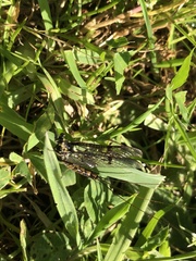Ephemera vulgata