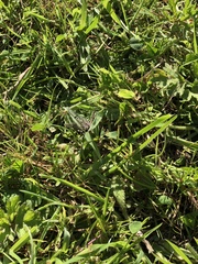 Ephemera vulgata