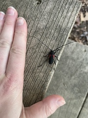 Purpuricenus humeralis