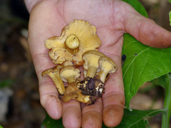 Cantharellus lewisii