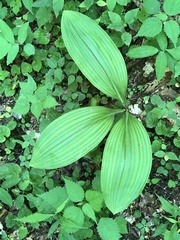Veratrum parviflorum