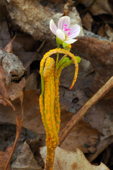 Puccinia mariae-wilsoniae