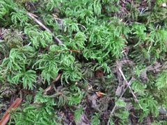 Leucolepis