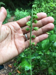 Tellima