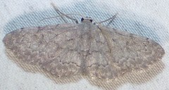 Idaea violacearia