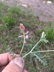 Astragalus gracilis