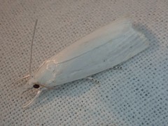 Scirpophaga excerptalis