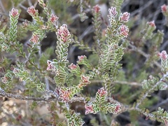 Micromyrtus blakelyi