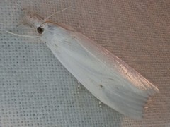 Scirpophaga excerptalis