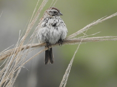 Xenospiza baileyi