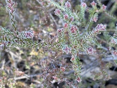 Micromyrtus blakelyi