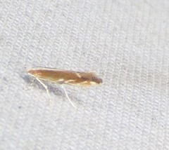 Cameraria quercivorella