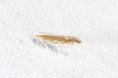 Cameraria quercivorella