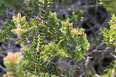 Micromyrtus blakelyi