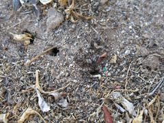 Pheidole xerophila