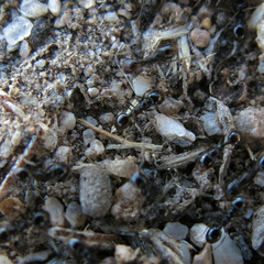 Pheidole xerophila