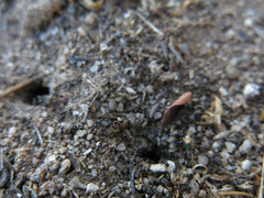 Pheidole xerophila