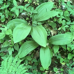 Veratrum parviflorum