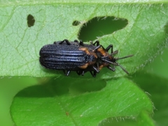 Odontota scapularis