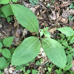 Veratrum parviflorum